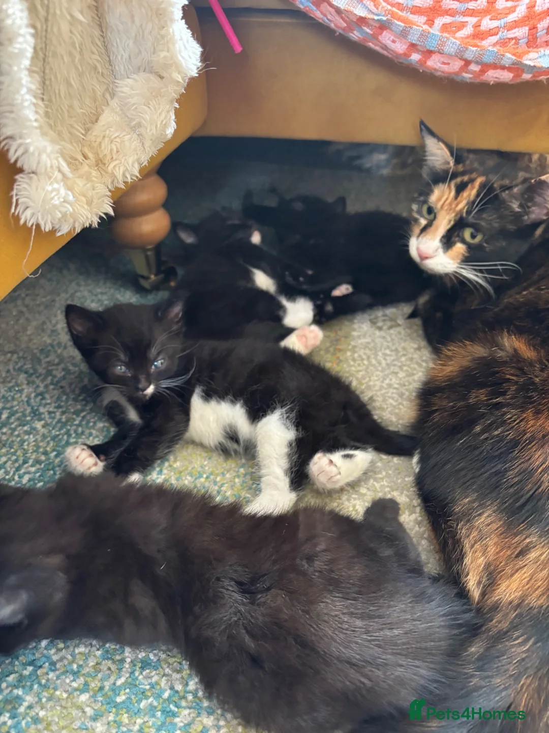 Mixed Breed cats for sale: 4 healthy black and black and kittens  - Advert 2