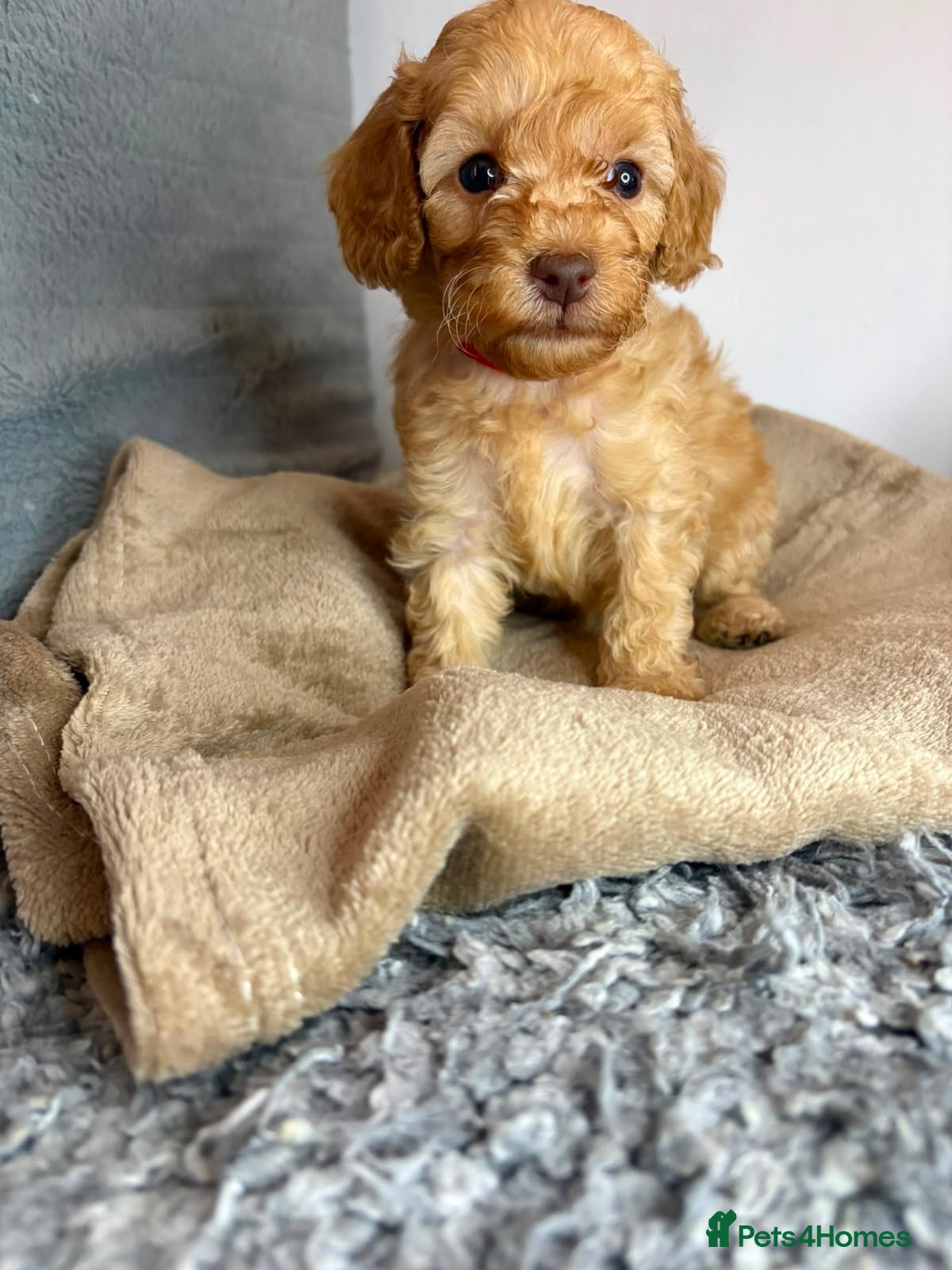 Cavapoo dogs Beautiful F1B Cavapoo Puppies – READY  NOW - Advert 1