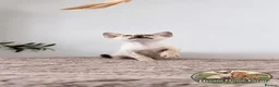 Siamese cats for sale: 💚🤍🐱 SIAMESE KITTENS 🐱🤍💙  - Advert 3