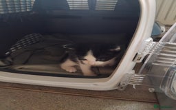 Mixed Breed cats for sale: Lovely Bengal x kittens for sale. - Advert 18