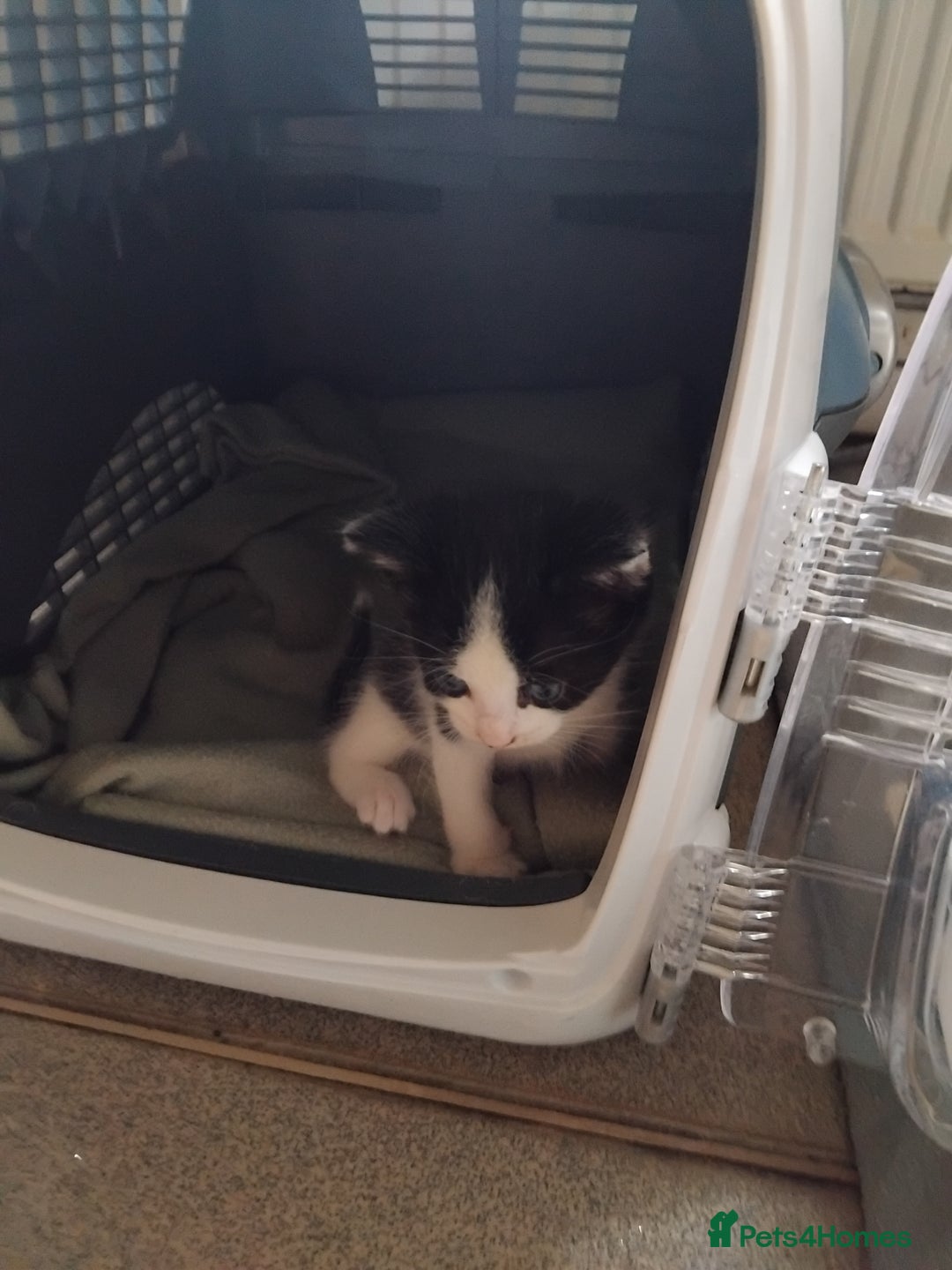 Mixed Breed cats for sale: Lovely Bengal x kittens for sale. - Advert 18