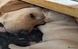 Labrador Retriever dogs for sale: STUNNING HEALTH TESTED LABRADORS - Image 9