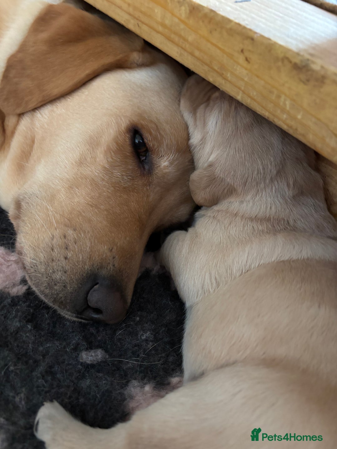 Labrador Retriever dogs for sale: STUNNING HEALTH TESTED LABRADORS - Image 9