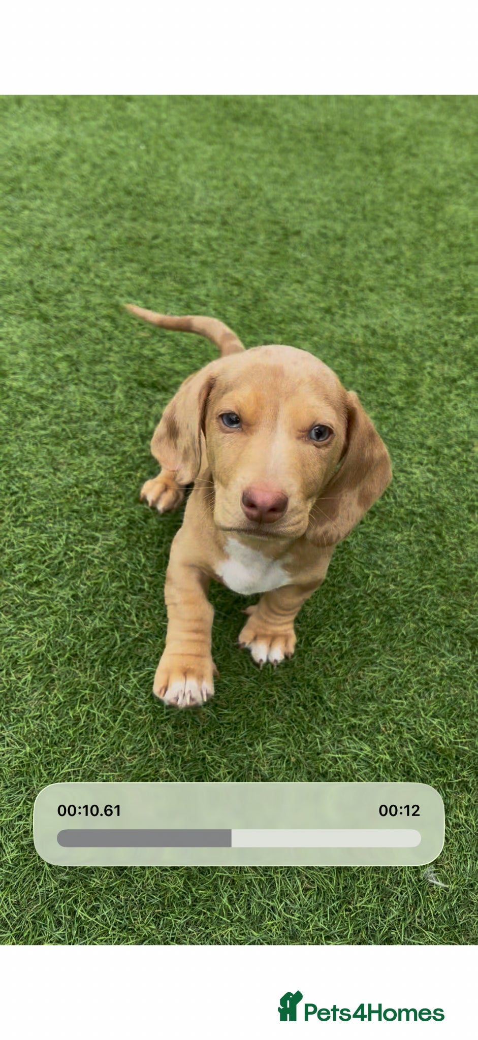 Miniature Dachshund dogs ready to leave today KC Reg cream dapple🐾 - Advert 16