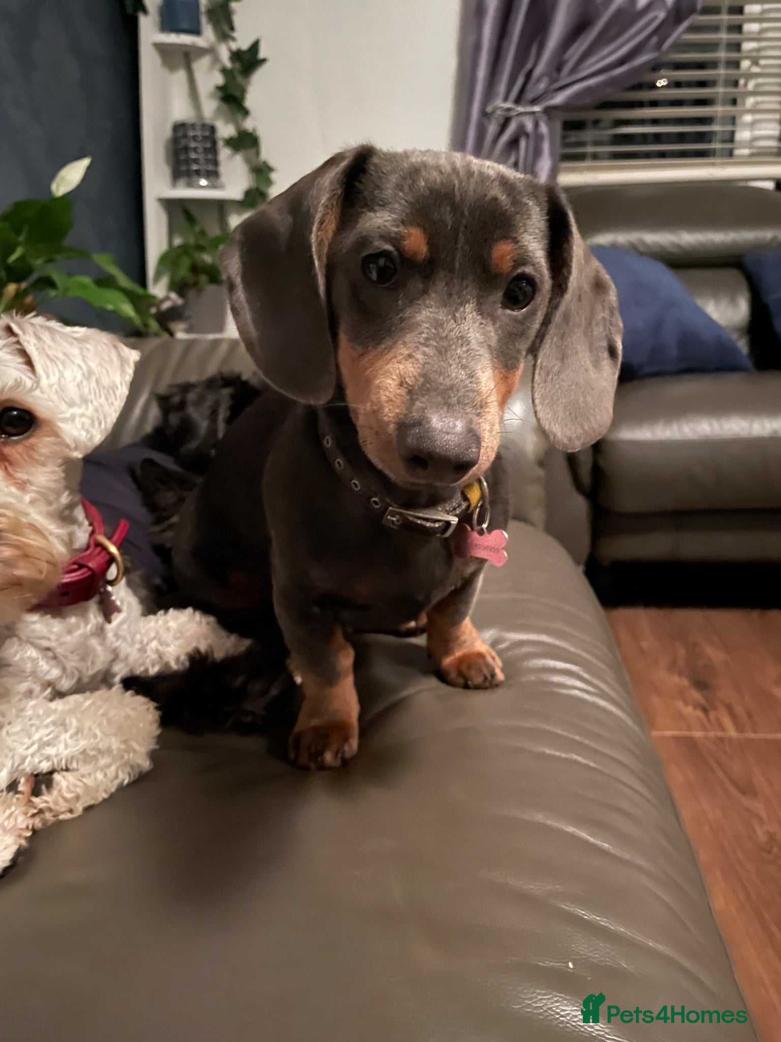 Miniature Dachshund dogs for sale: Beautiful miniature dachshund puppies Isabella  - Advert 1