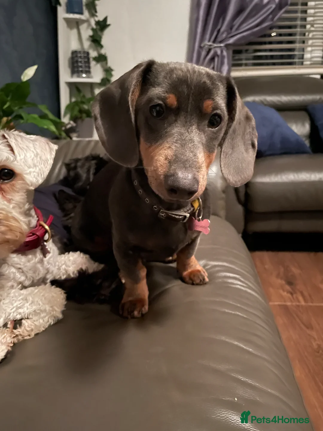 Miniature Dachshund dogs for sale: Beautiful miniature dachshund puppies Isabella  in Nottingham - Advert 1