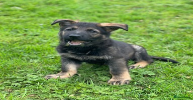 German Shepherd dogs - Advert 13