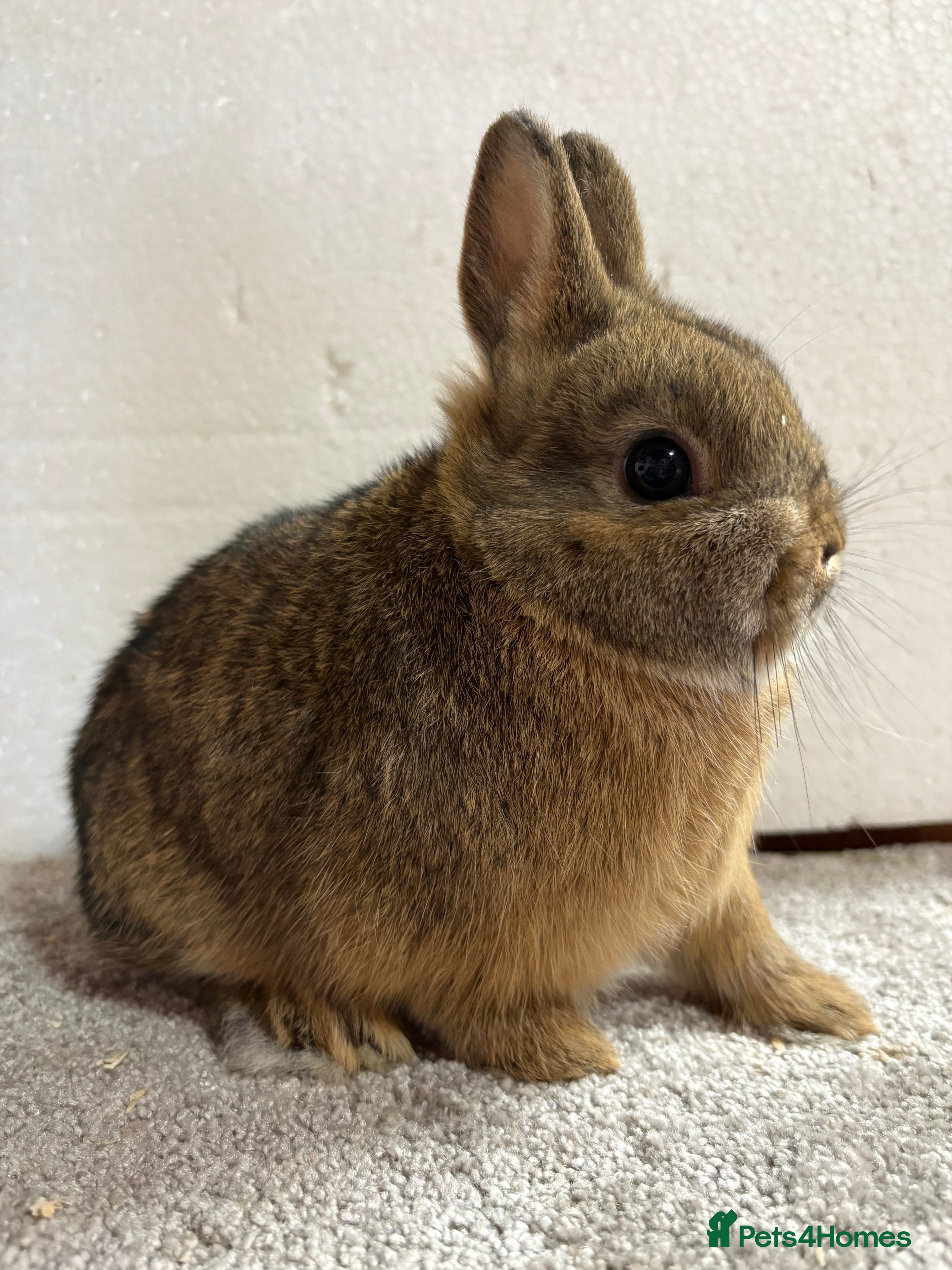 Netherland Dwarf rabbits Netherland Dwarf Baby Bunny  - Advert 1