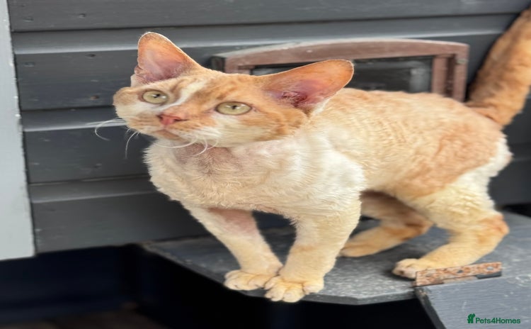 Devon Rex cats - Advert 1