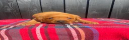 Labrador Retriever dogs for sale: 🧡 Fox Red KC working Labrador’s  in Thetford - Advert 8