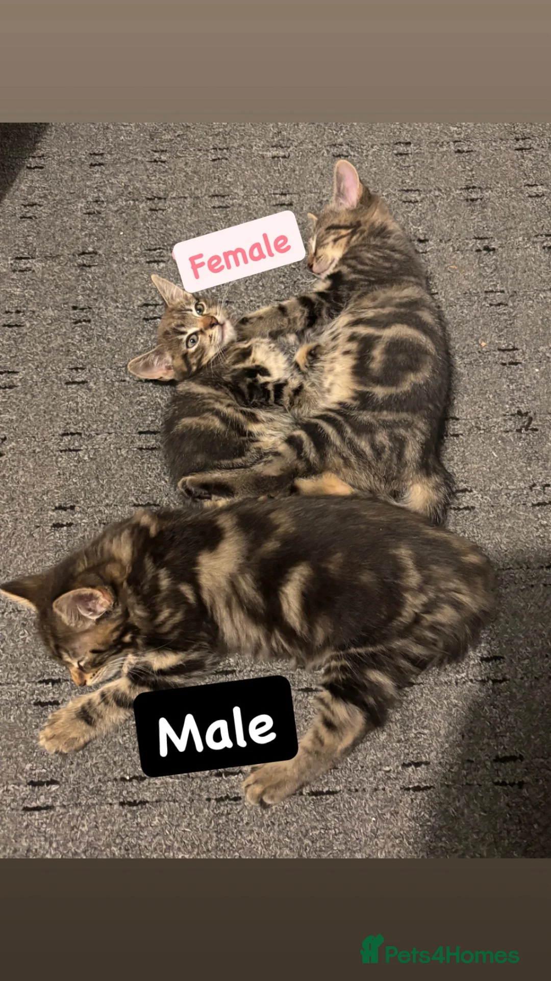 Mixed Breed cats for sale: Cute Kittens For Sale - Advert 2