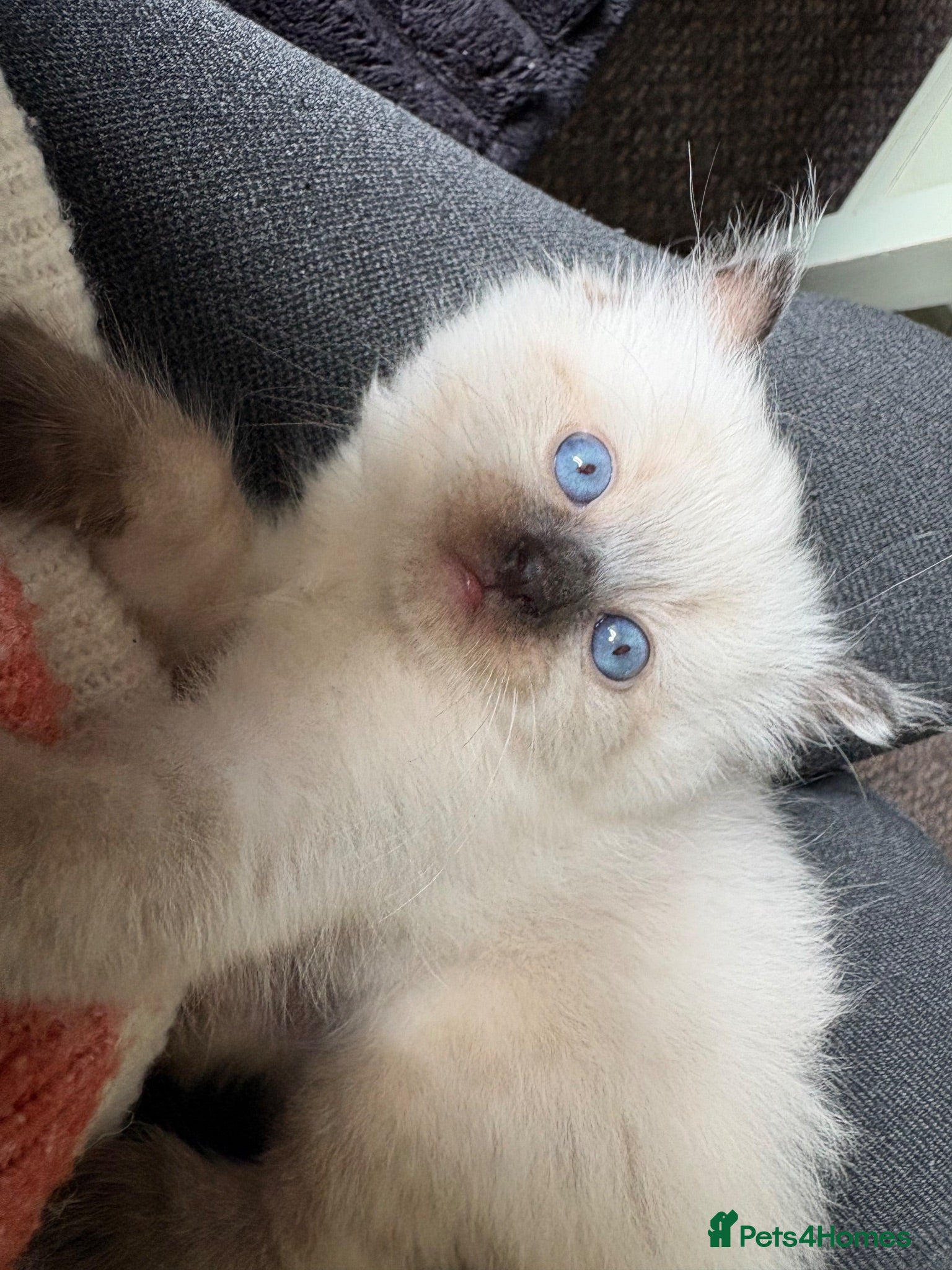 Ragdoll cats ragdoll kitten - Advert 1