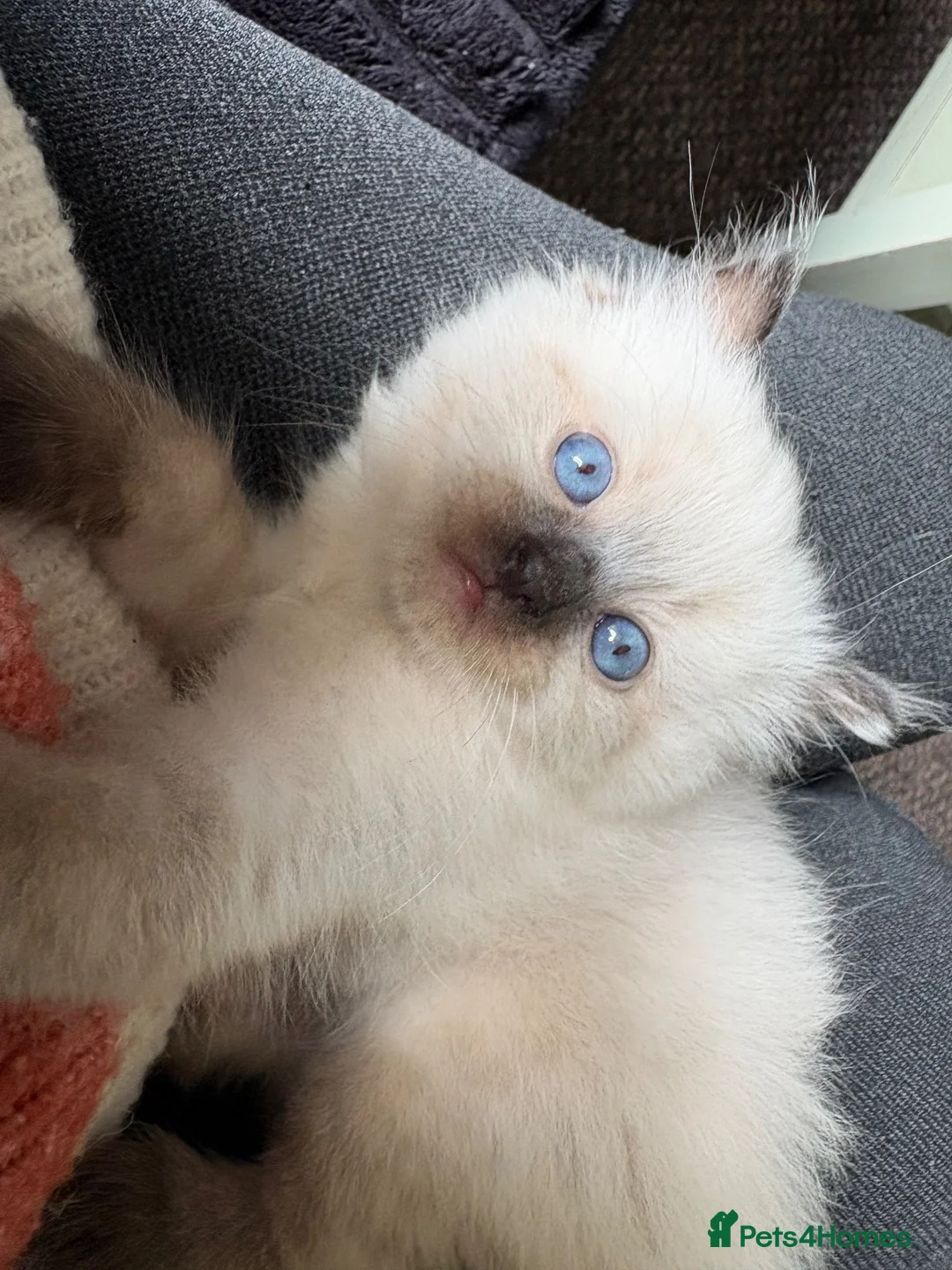 Ragdoll cats for sale: ragdoll kitten - Advert 1