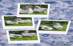 Chickens poultry for sale: Sultan chickens - Image 3