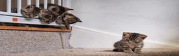 Mixed Breed cats for sale: Seven Tabbies from our Lucky Black Cat - Advert 3
