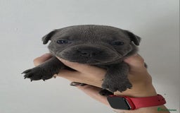 Staffordshire Bull Terrier dogs for sale: 4 Chunky blue pups - Image 9