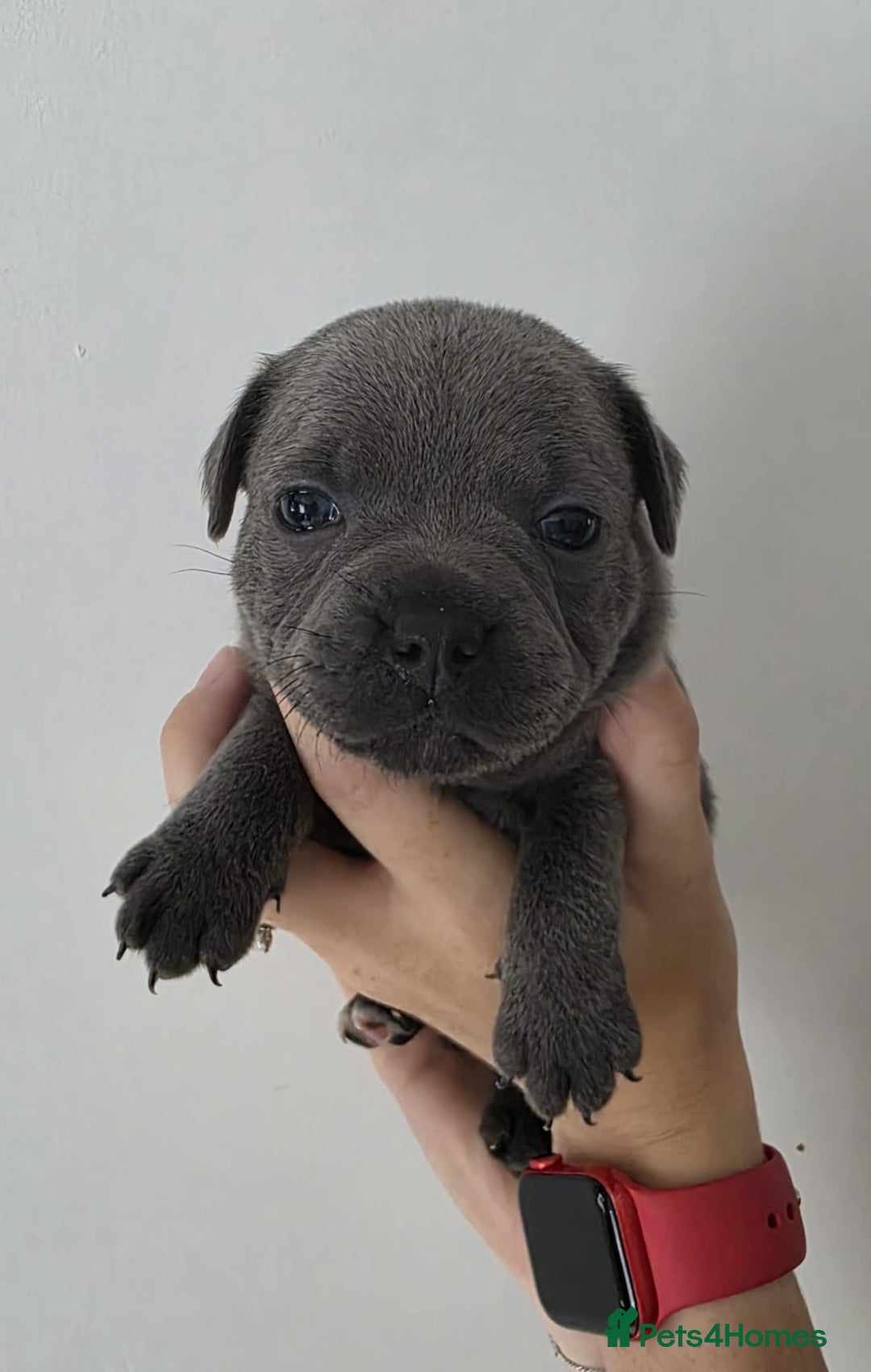 Staffordshire Bull Terrier dogs for sale: 4 Chunky blue pups - Image 9