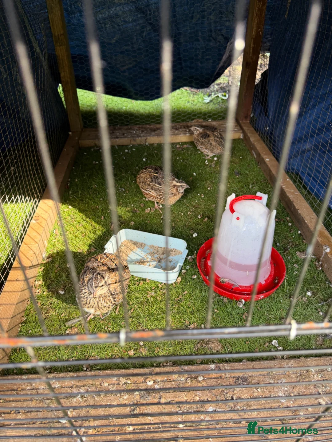 Quail poultry for sale: Trio of Coturnix Quails - Advert 5