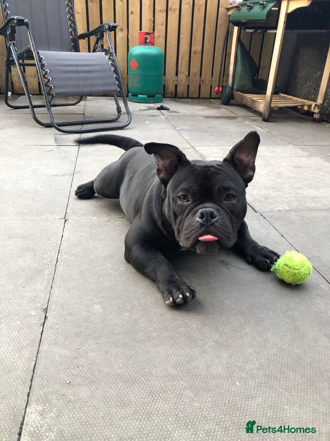 American Bully dogs for stud: Fury AKA Batman Stud Available in Glasgow - Advert 6