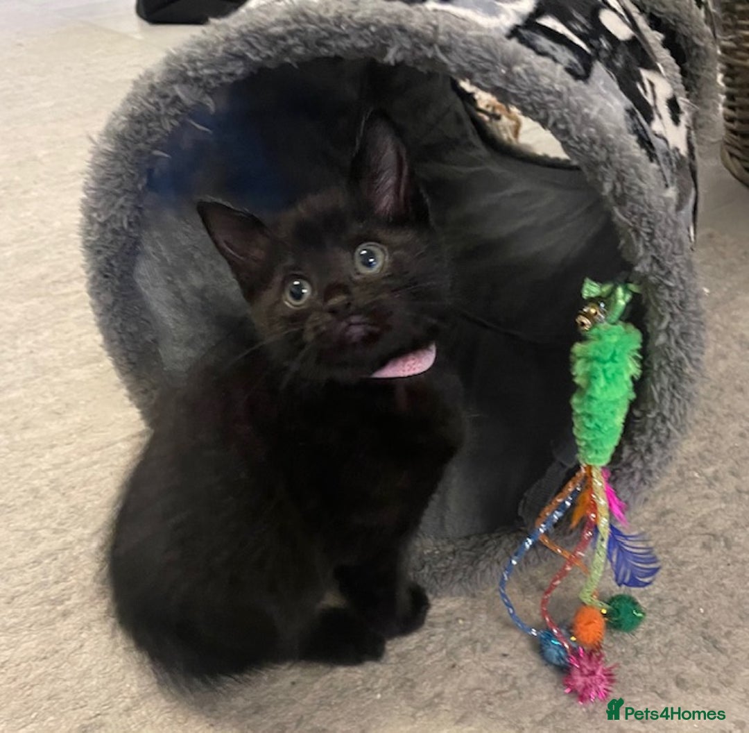 Domestic Shorthair cats for sale: 7 beautiful kittens!!!🐈‍⬛🐈‍⬛🐈‍⬛ - Image 4