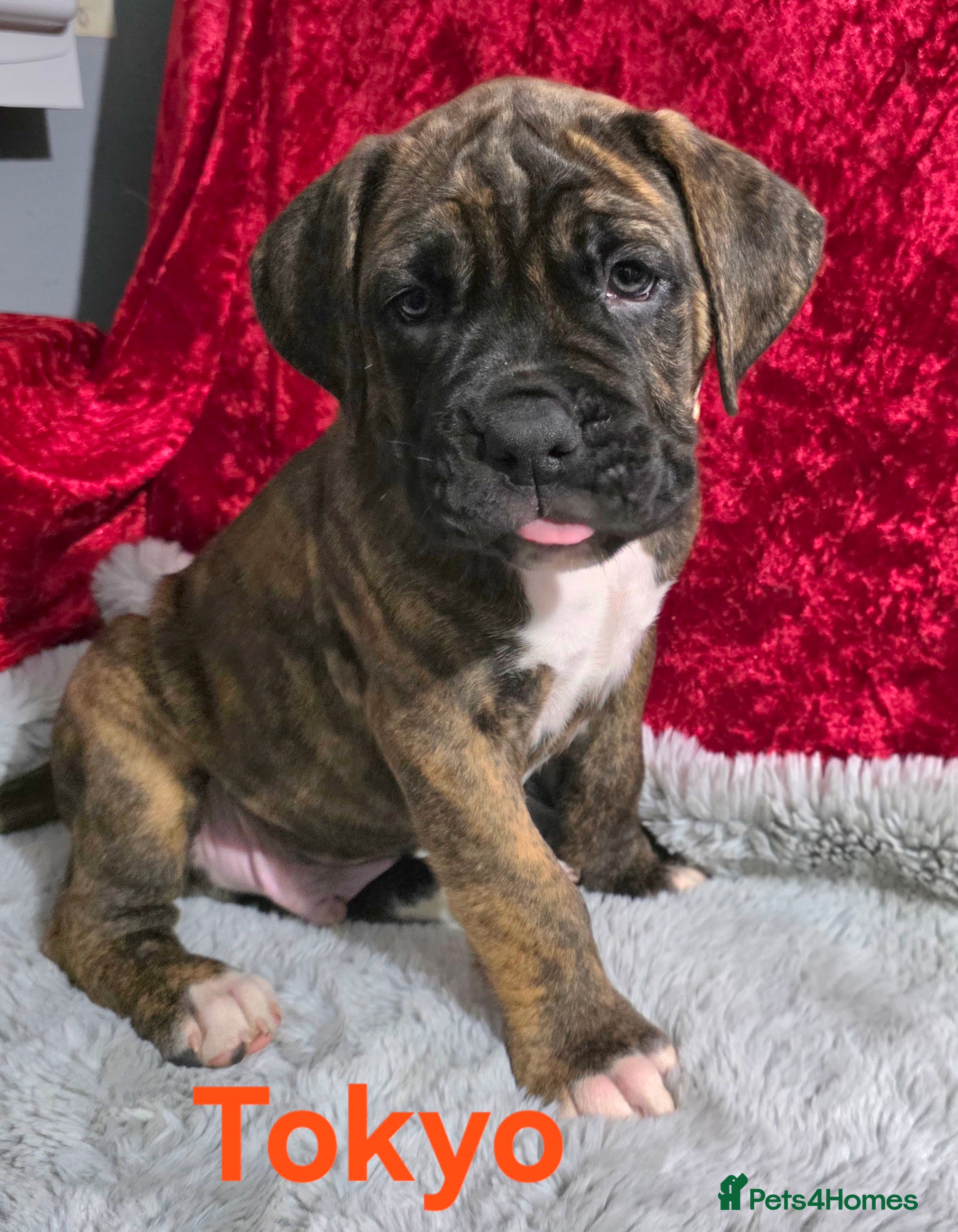 Boxer dogs READY NOW 2 boys left, Boxer cross Mastiff - Advert 1