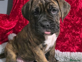 Boxer dogs READY NOW 2 boys left, Boxer cross Mastiff - Advert 4