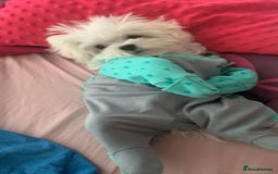 Maltese dogs for stud: Rocky Tiny Maltese for stud in Coventry - Image 5
