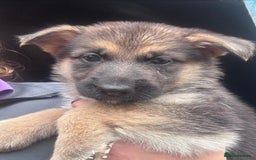 German Shepherd dogs for sale: German shepherd puppy - Image 1