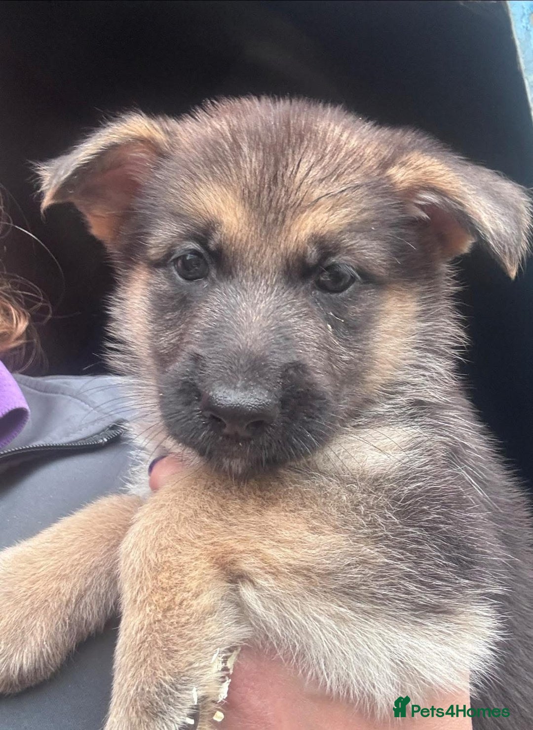 German Shepherd dogs for sale: German shepherd puppy - Image 1