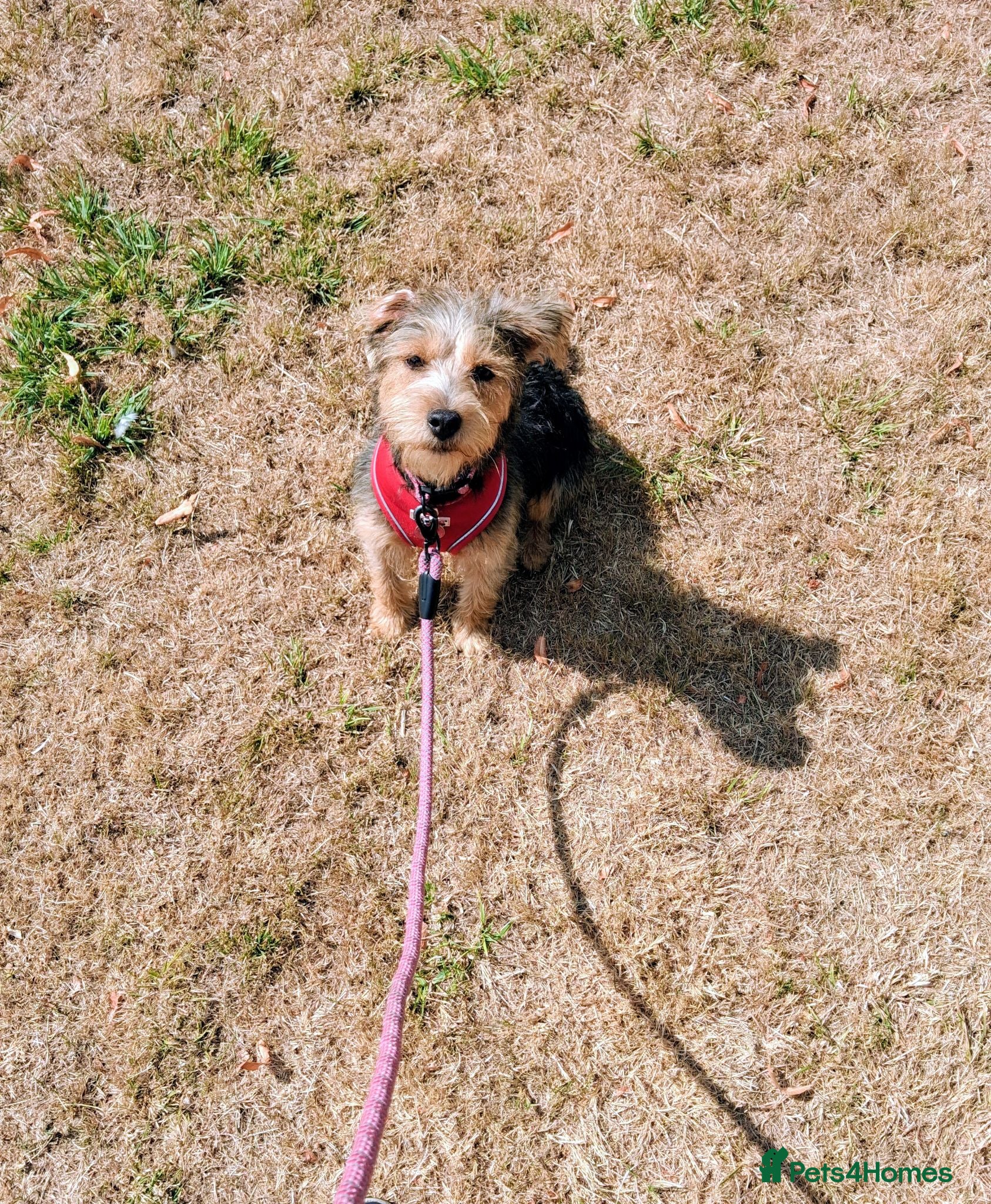 Mixed Breed dogs Delightful pup will light up your life! - Advert 3