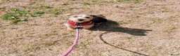Mixed Breed dogs for sale: Delightful pup will light up your life! in Yeovil - Advert 1