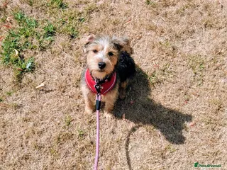 Mixed Breed dogs Delightful pup will light up your life! - Advert 2