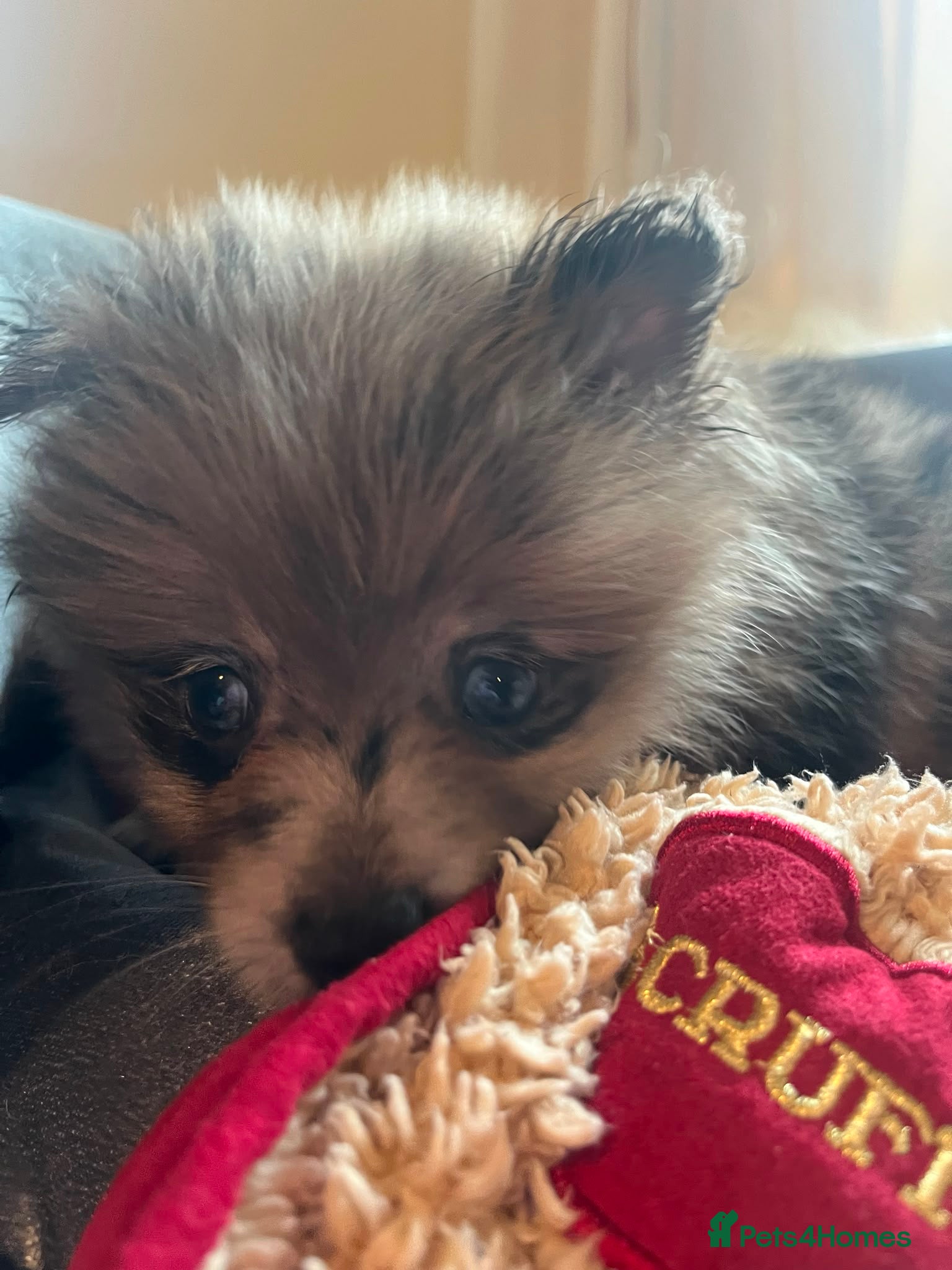Pomeranian dogs Last 2 gorgeous pomeranian available  - Advert 2