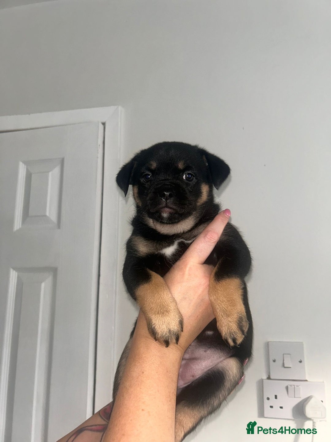 Mixed Breed dogs for sale: French pomerdogs  - Image 10