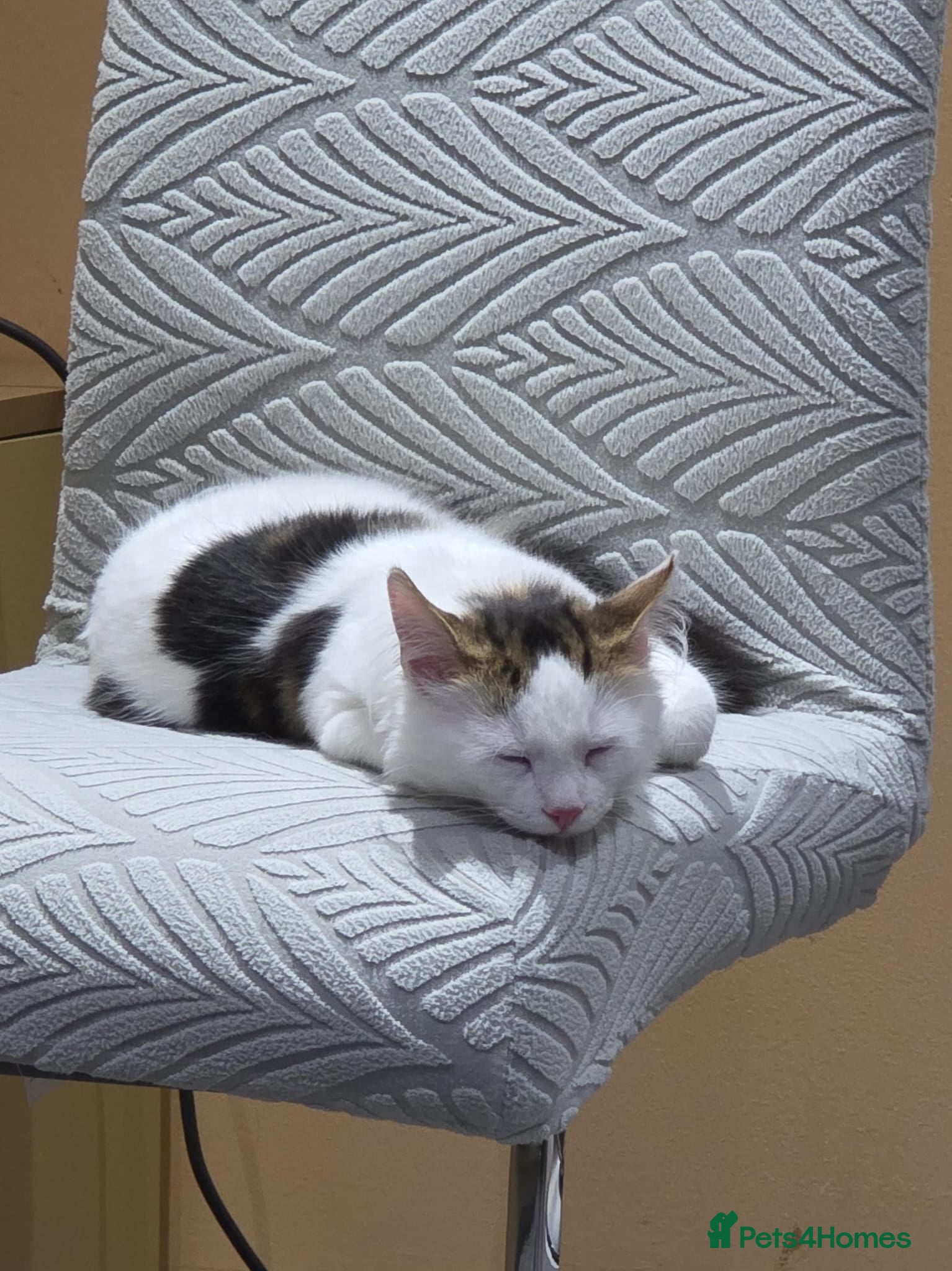 Norwegian Forest Cat cats 6 Months Male Norwegian Forest Male Lively playful - Advert 1