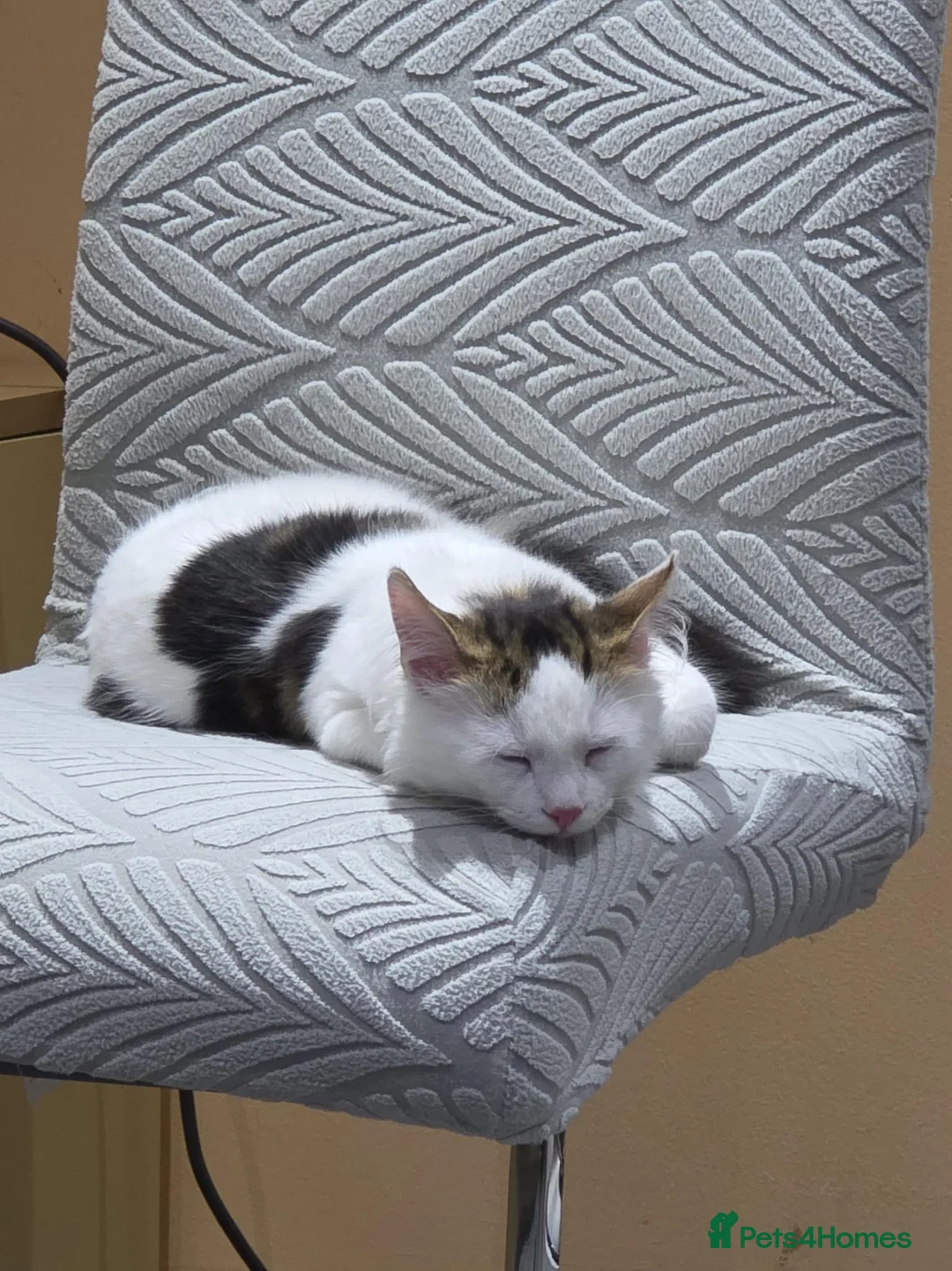 Norwegian Forest Cat cats for sale: 6 Months Male Norwegian Forest Male Lively playful in Ossett - Advert 1