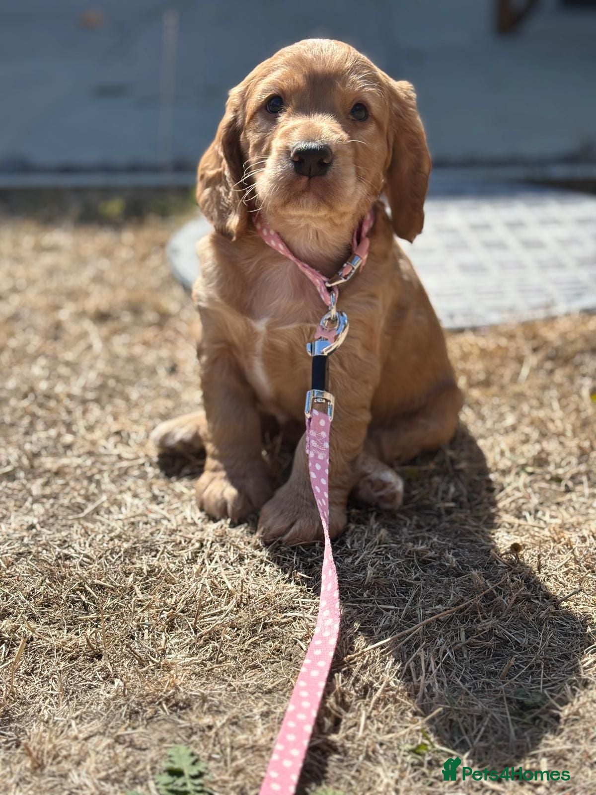 Cocker Spaniel dogs Kc reg working cocker puppies - Advert 3