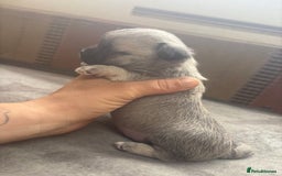 Chihuahua dogs for sale: Lovely blue fawn boy - Image 6