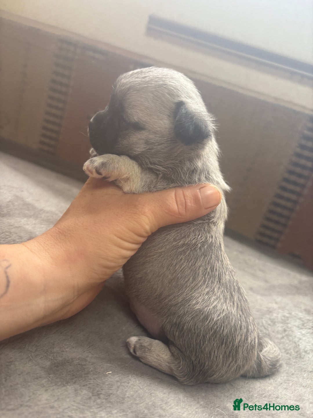 Chihuahua dogs for sale: Lovely blue fawn boy - Image 6
