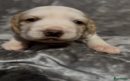 Cocker Spaniel dogs for sale: Lemon and white working cocker spaniels  - Image 13