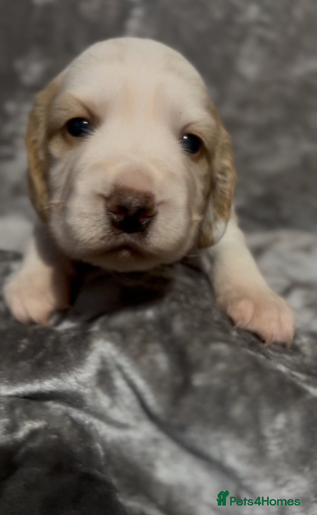 Cocker Spaniel dogs for sale: Lemon and white working cocker spaniels  - Image 13