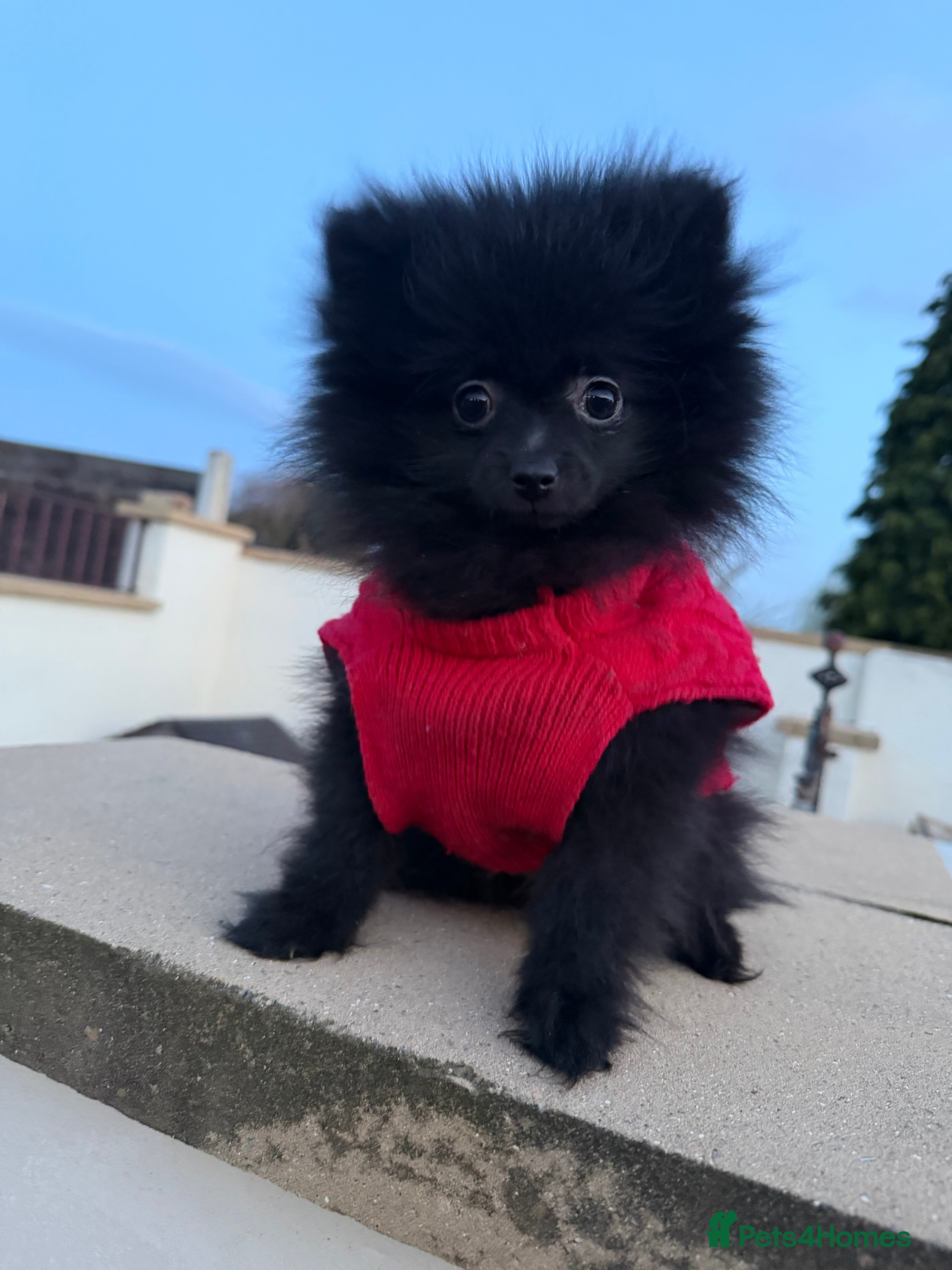 Pomeranian dogs 💥‼️🧸SWEET BOY READY NOW ‼️💥🧸 - Advert 15