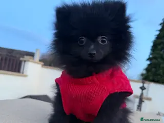 Pomeranian dogs 💥‼️🧸SWEET BOY READY NOW ‼️💥🧸 - Advert 11