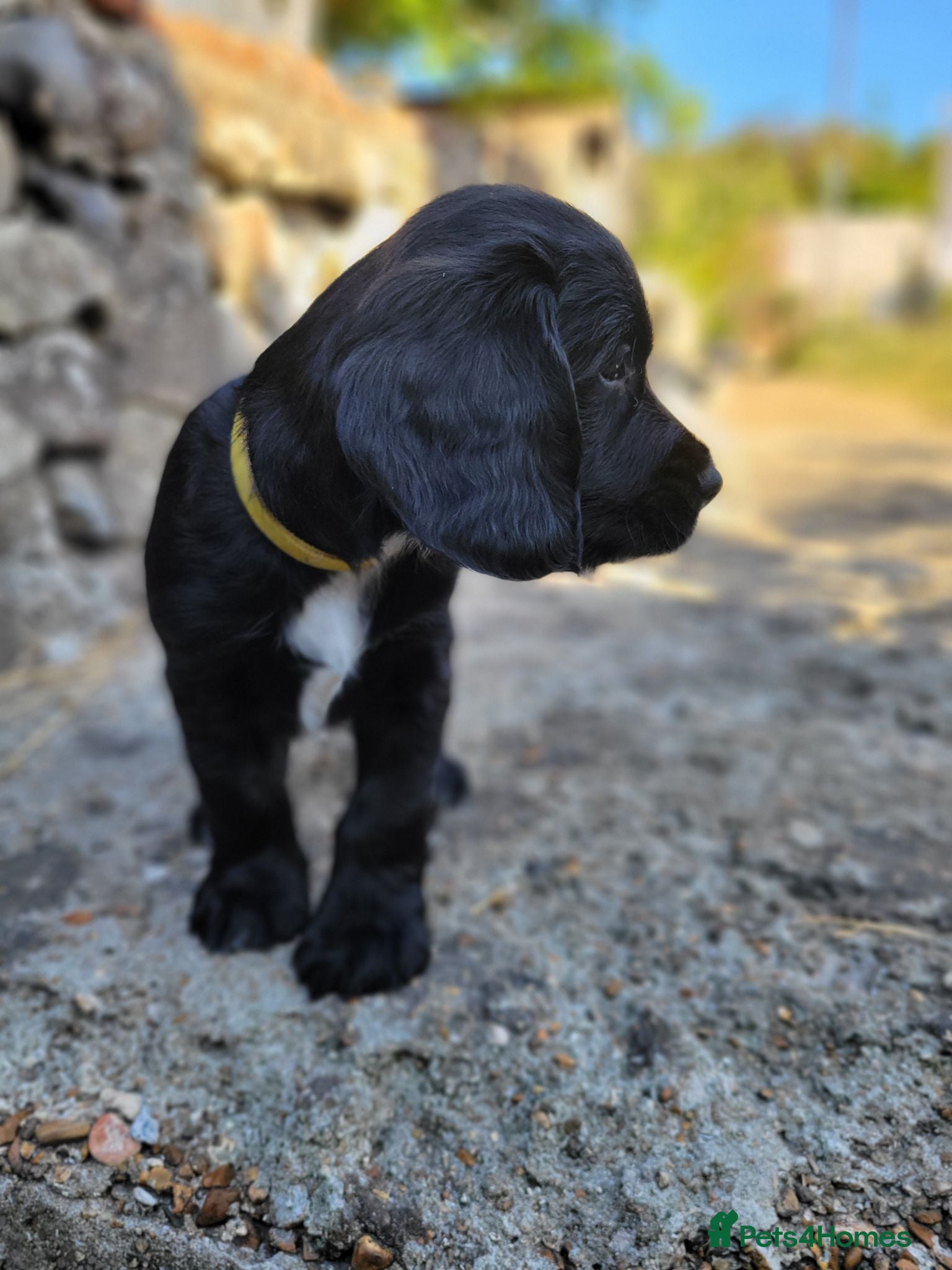 Sprocker dogs Last boy available  - Advert 6