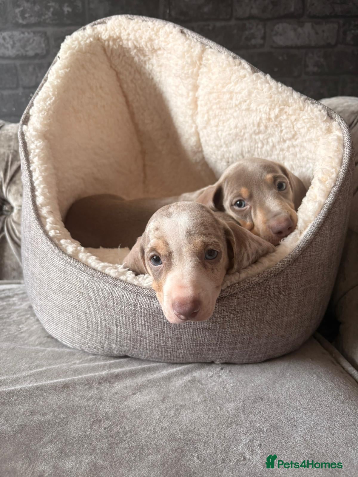 Miniature Dachshund dogs Miniature dachshund puppies lilac Isabella dapple - Advert 17