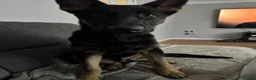 German Shepherd dogs for sale: Thor the German shepherd puppy 4 months old - Advert 3