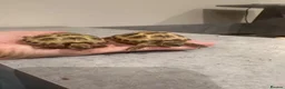 Tortoise reptiles for sale: 2 baby Horsefield Tortoises - Advert 1