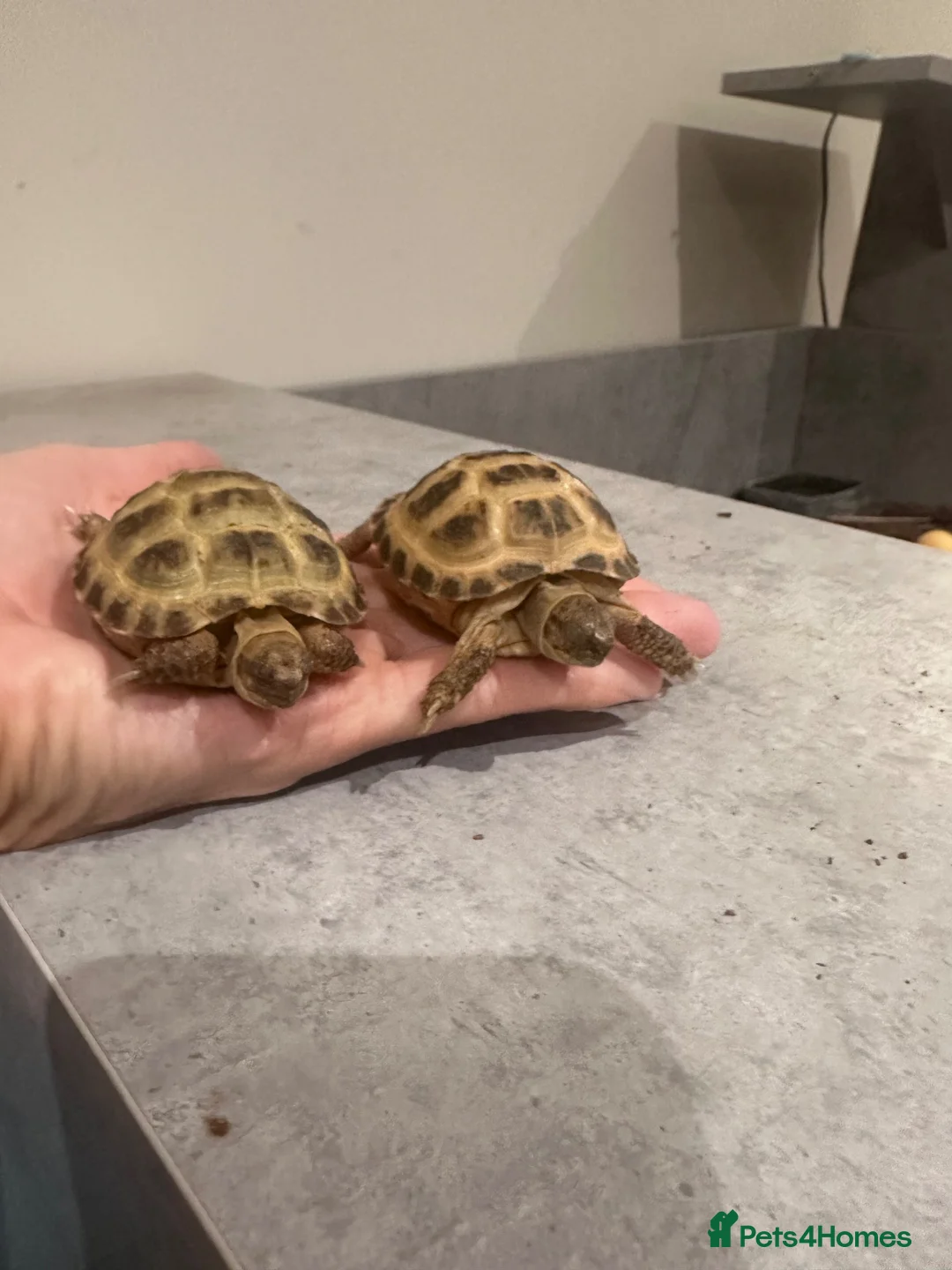 Tortoise reptiles for sale: 2 baby Horsefield Tortoises - Advert 1