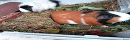 Guinea Pig rodents for sale: two guinea pigs with cage in Livingston - Advert 4