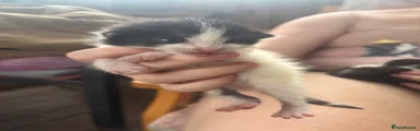British Longhair 2
